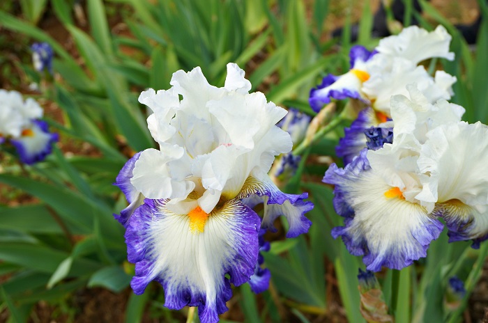 iris-garden15-700