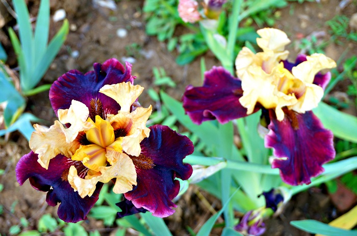 iris-garden17-700