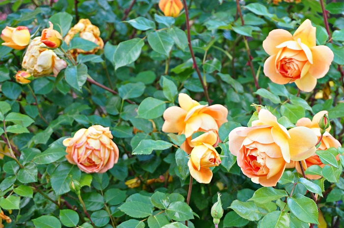 rose-garden10-700