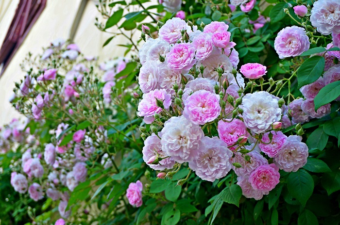 rose-garden19-700
